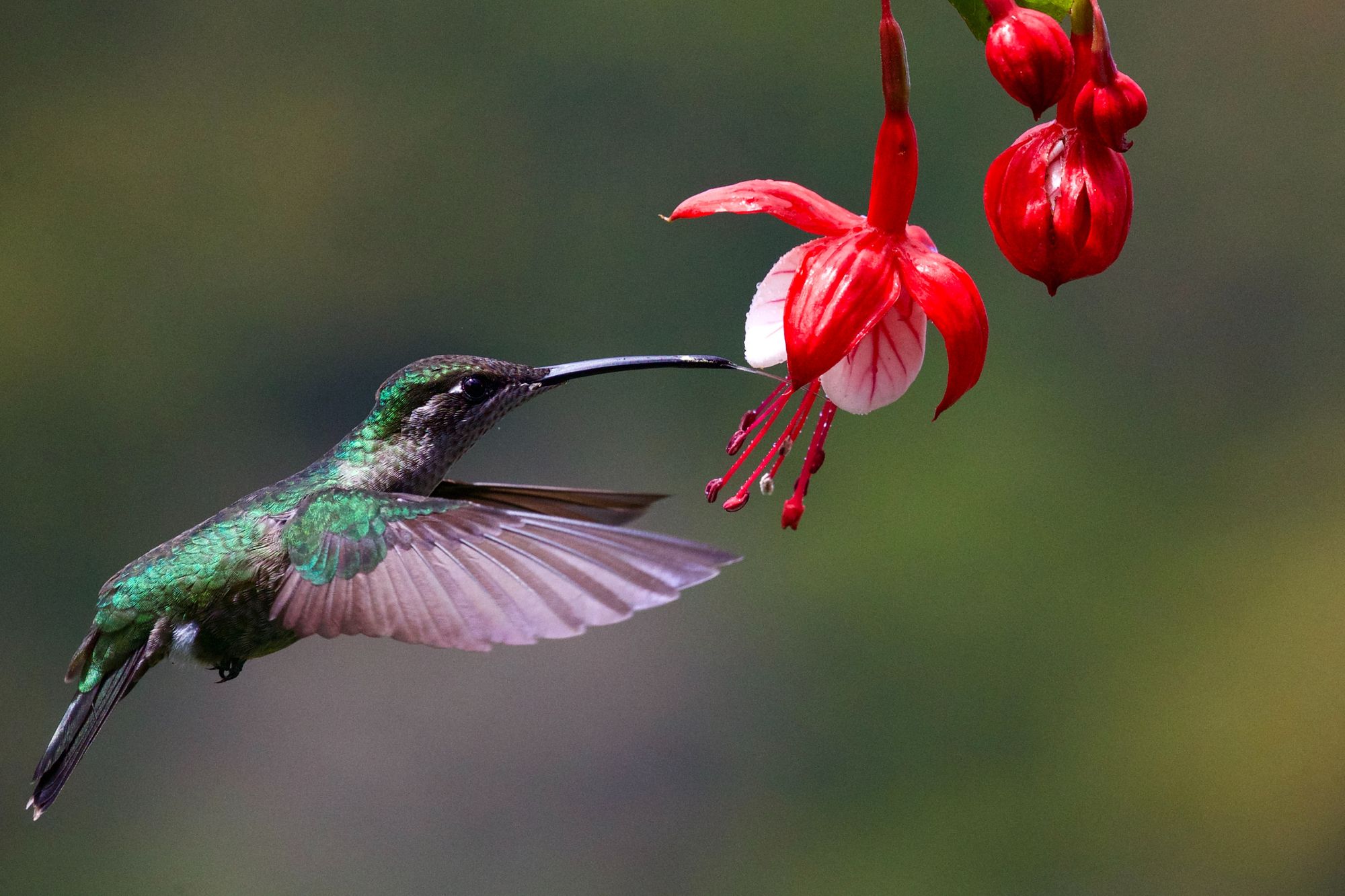 Introducing Hummingbird SQL parser